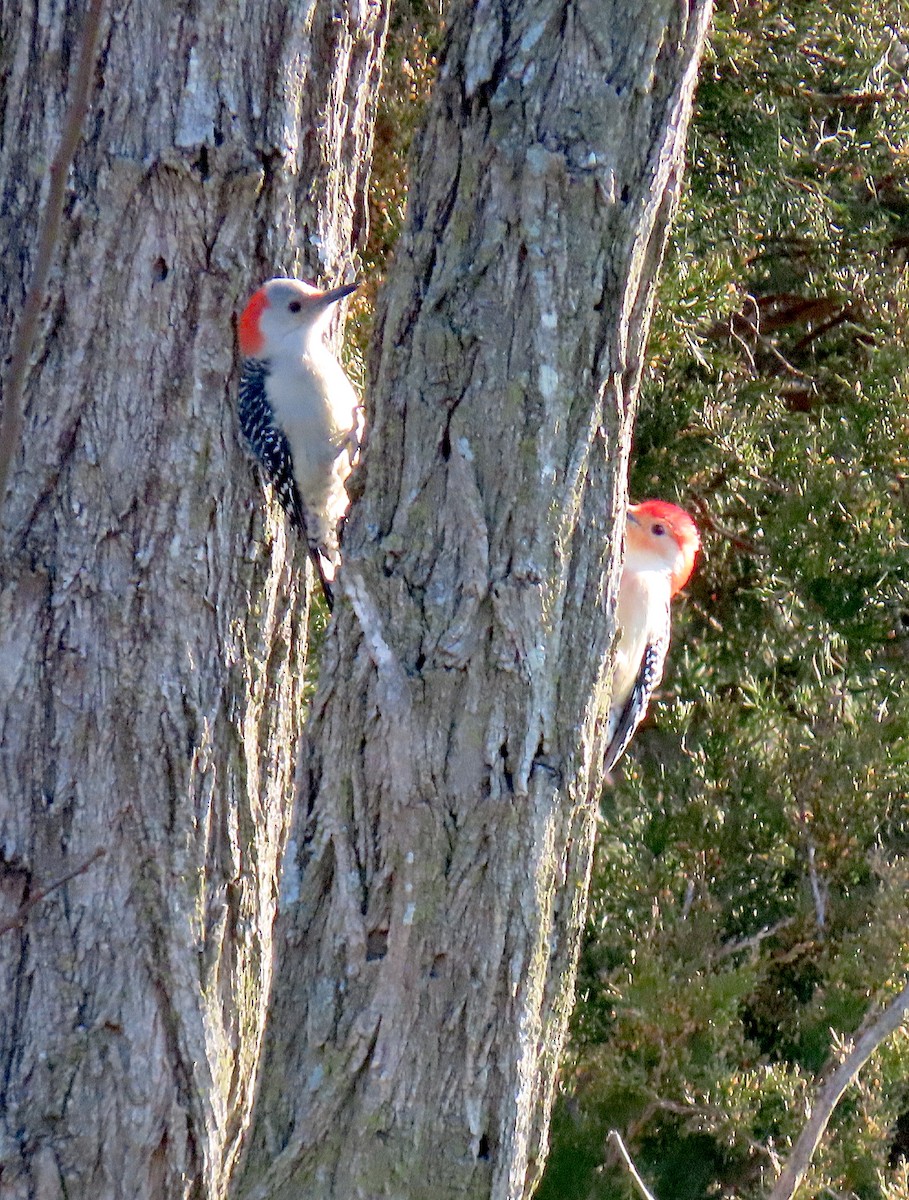 Red-bellied Woodpecker - ML212978781