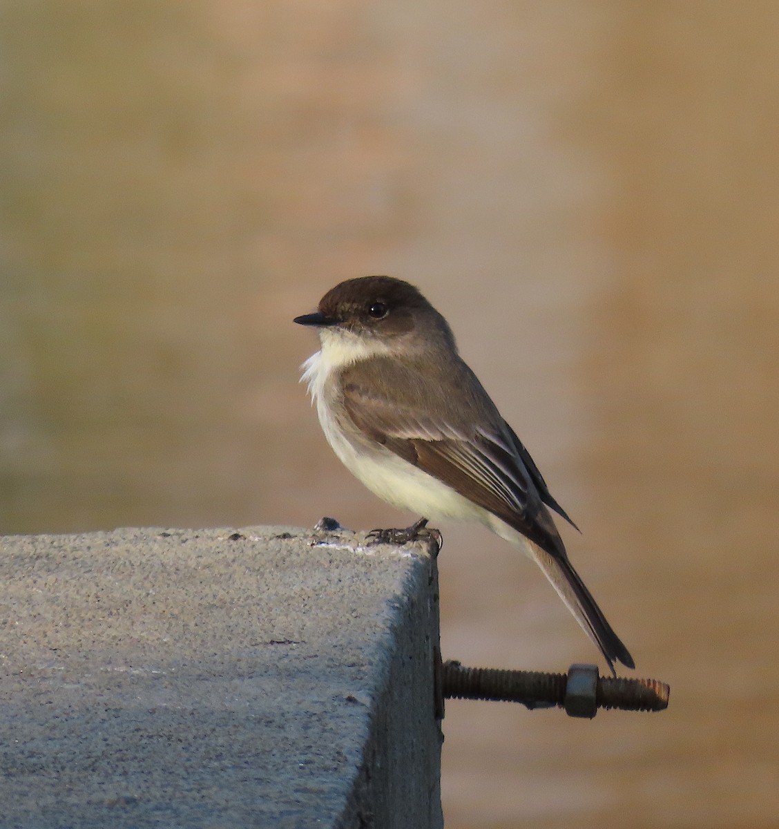 Eastern Phoebe - ML212978801