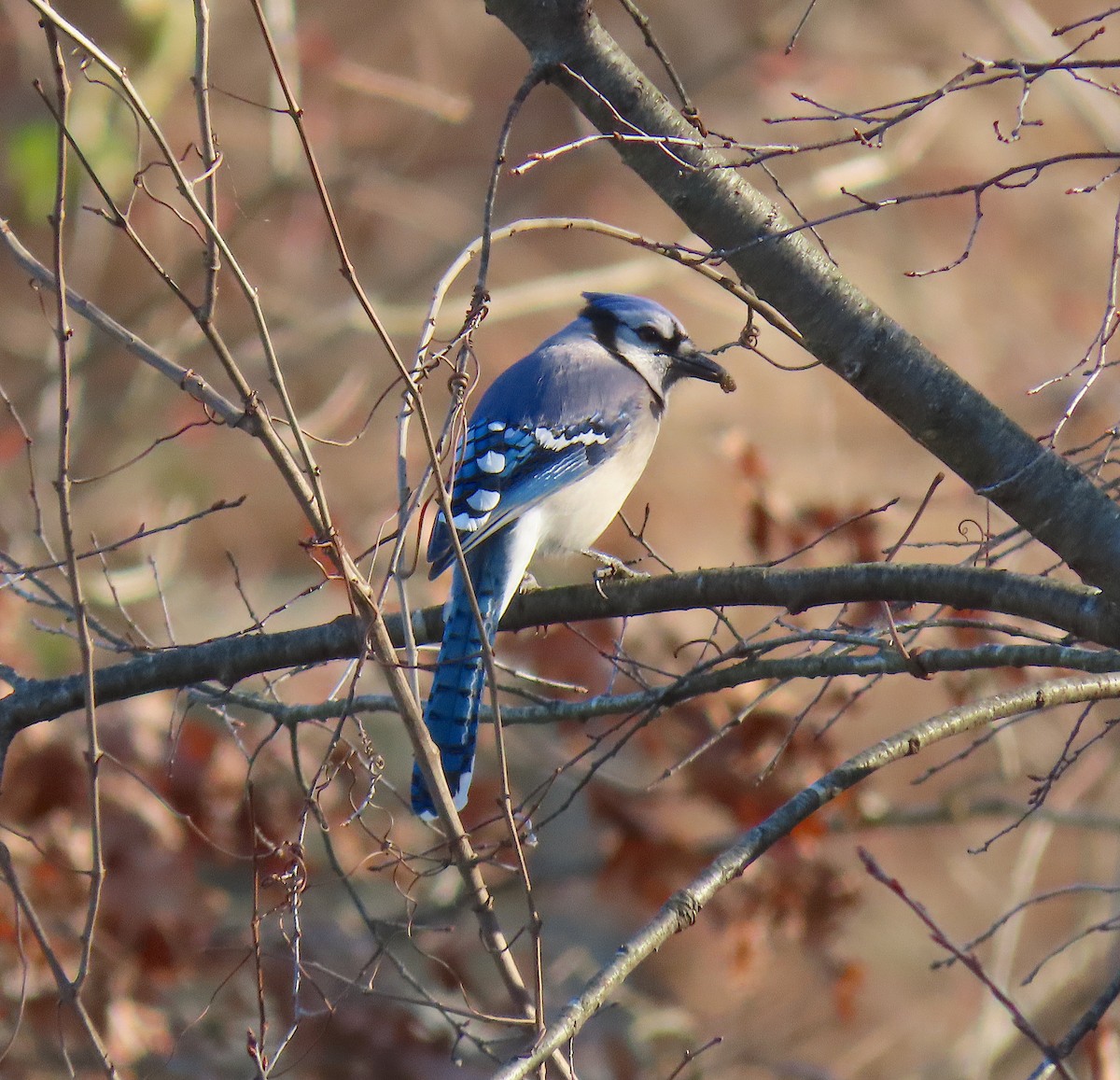 Blue Jay - ML212978831