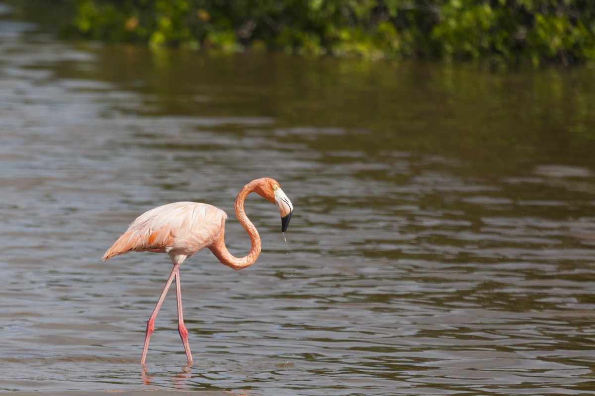 Amerika Flamingosu - ML21297911