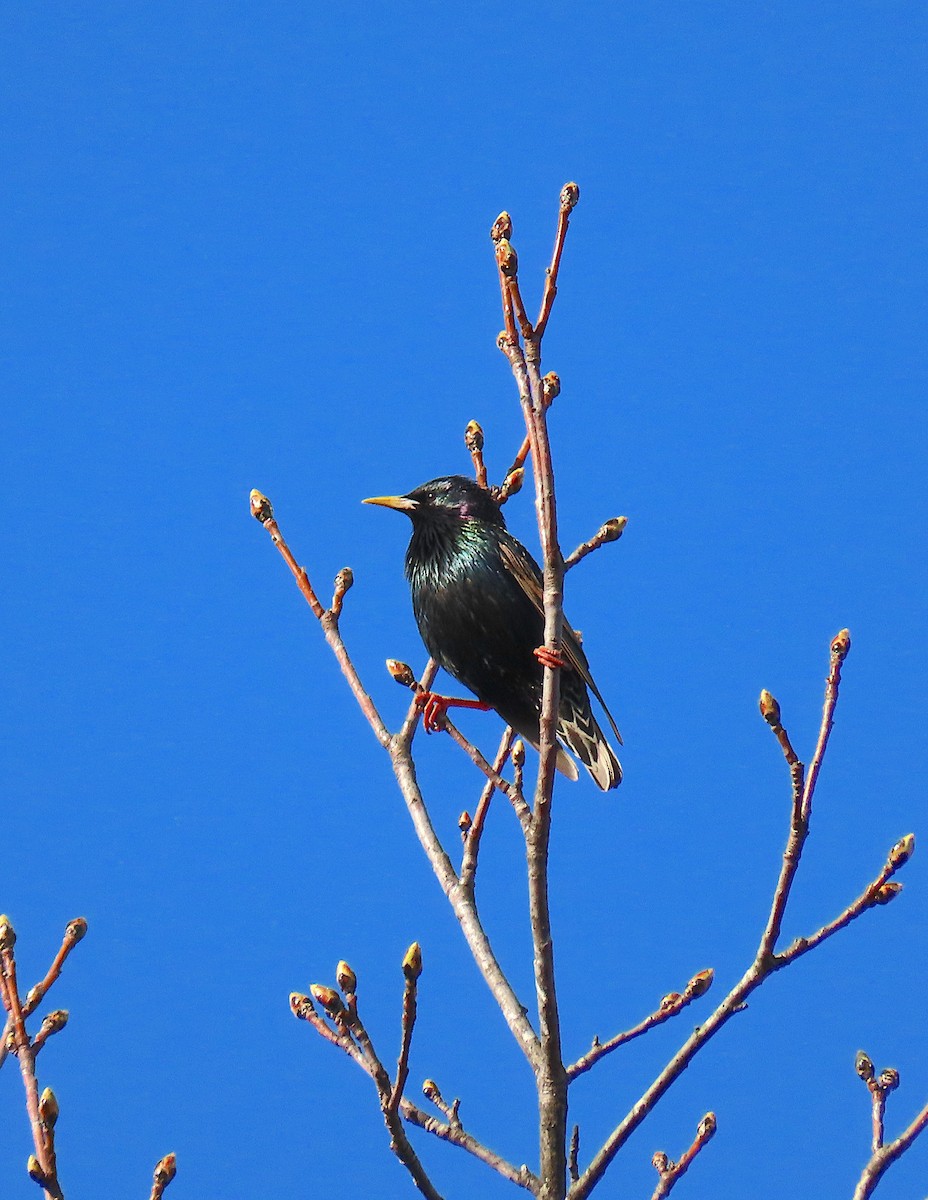 European Starling - ML212979191