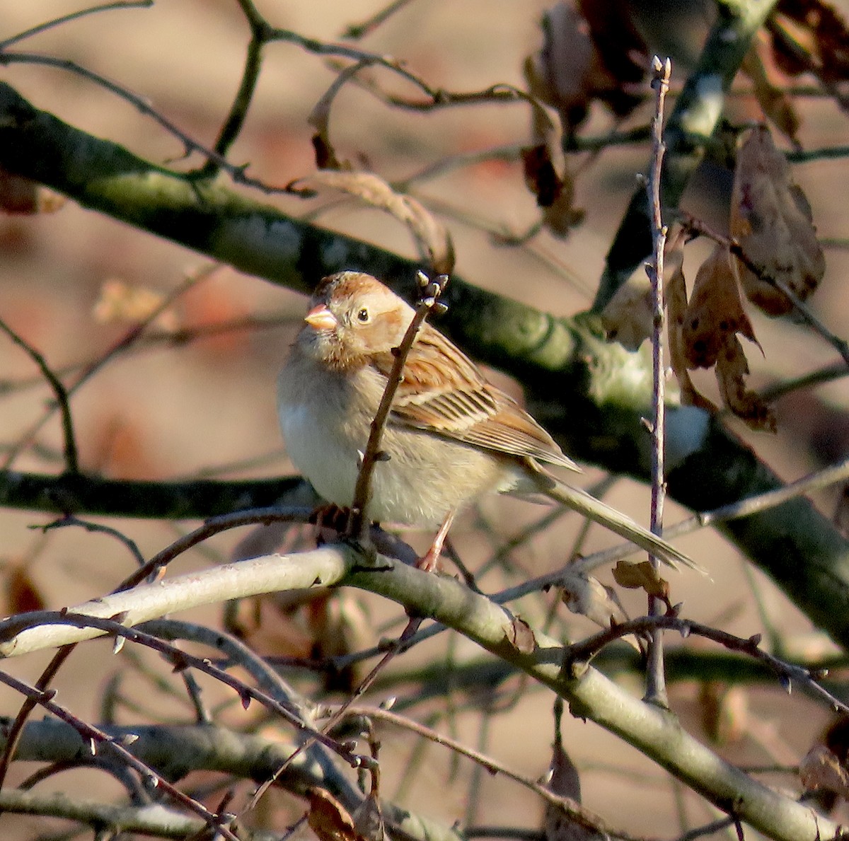 Field Sparrow - ML212979321