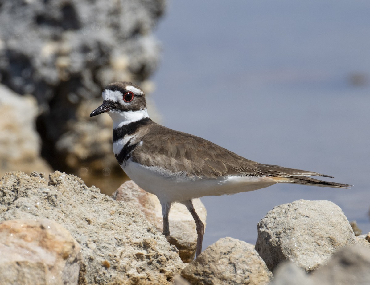 Killdeer - ML212979431