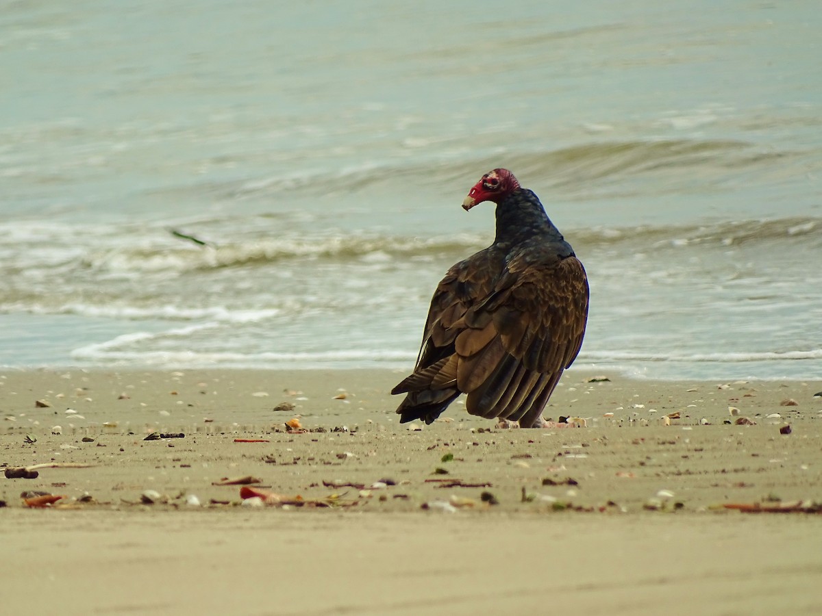 Turkey Vulture - Alfonso Auerbach