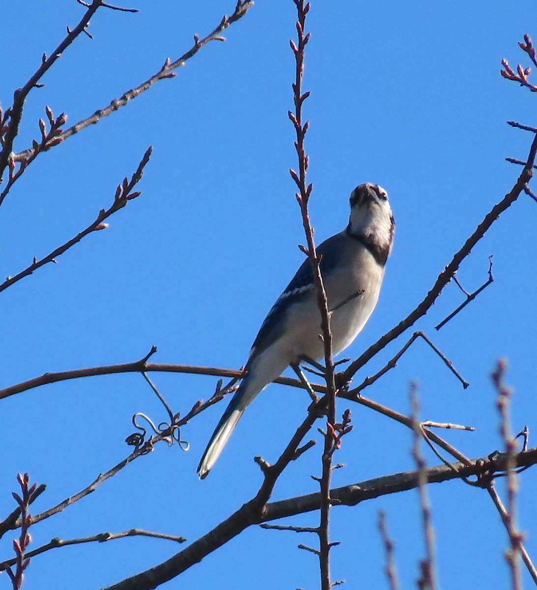 Blue Jay - ML212980081