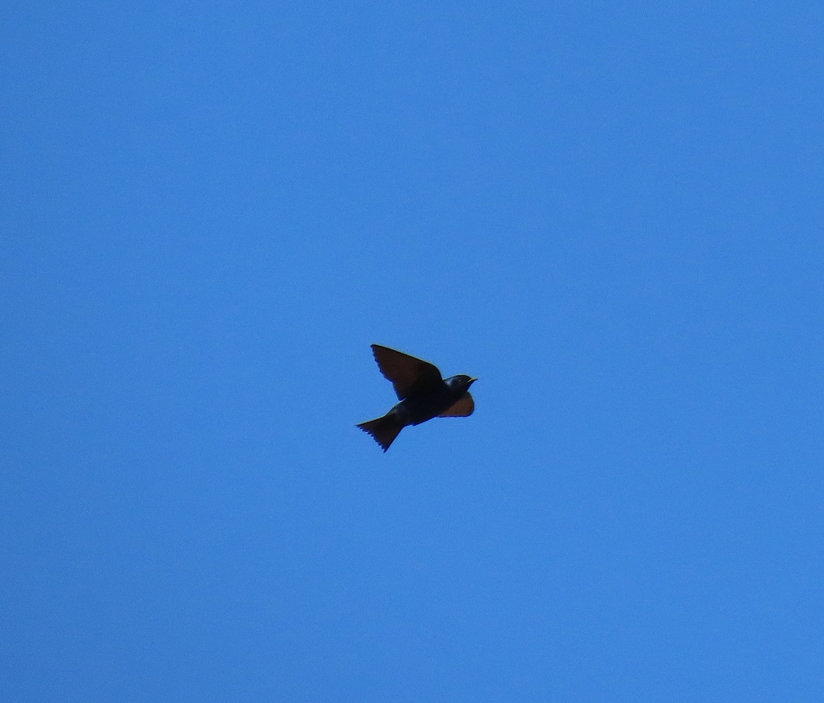 Purple Martin - ML212980141