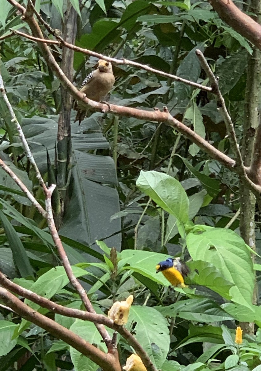 Yellow-throated Euphonia - ML212981271