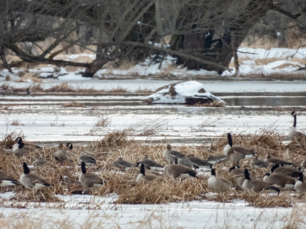 Greater White-fronted Goose - ML212981561