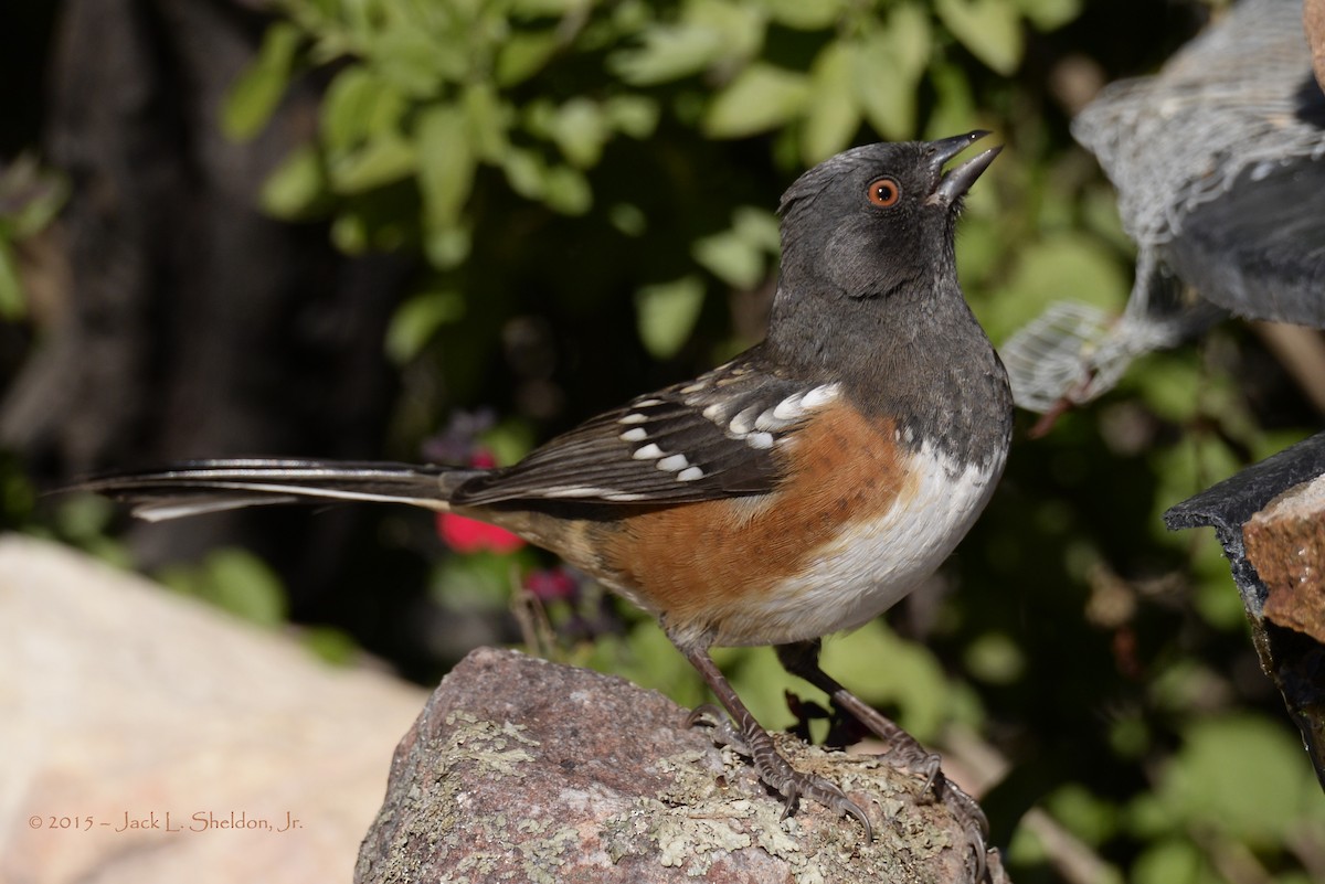 Spotted Towhee - ML21298171