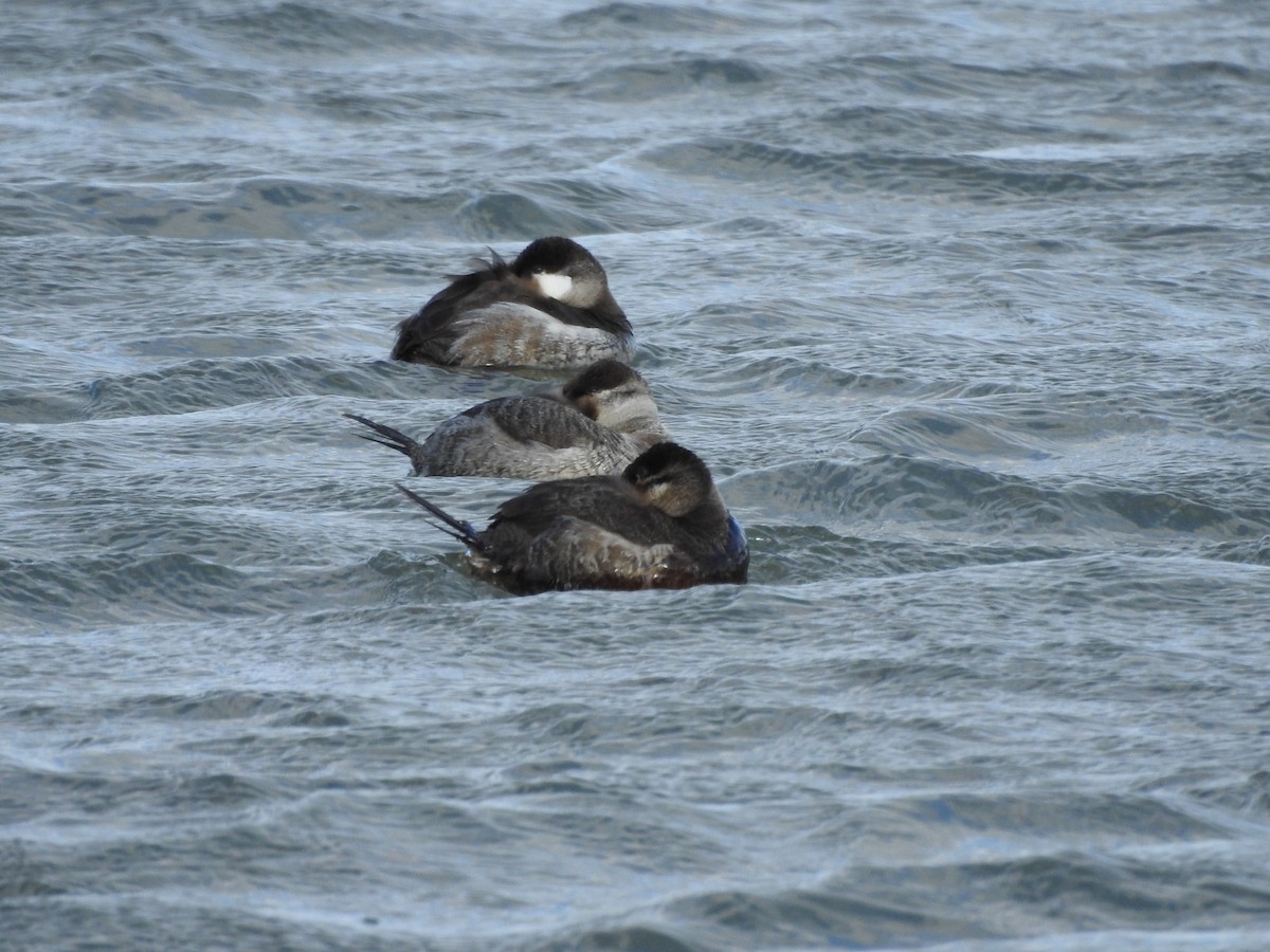 Ruddy Duck - ML212981781