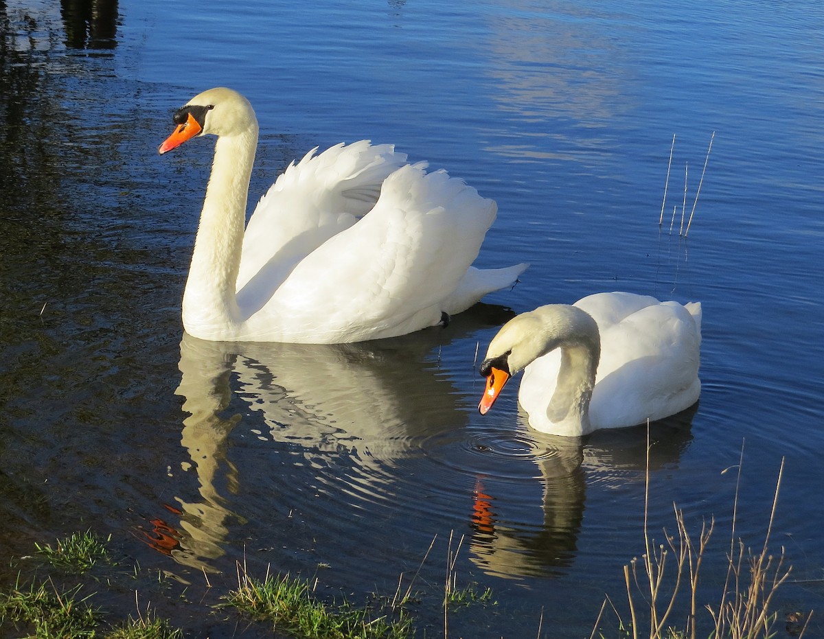 Mute Swan - ML212982611