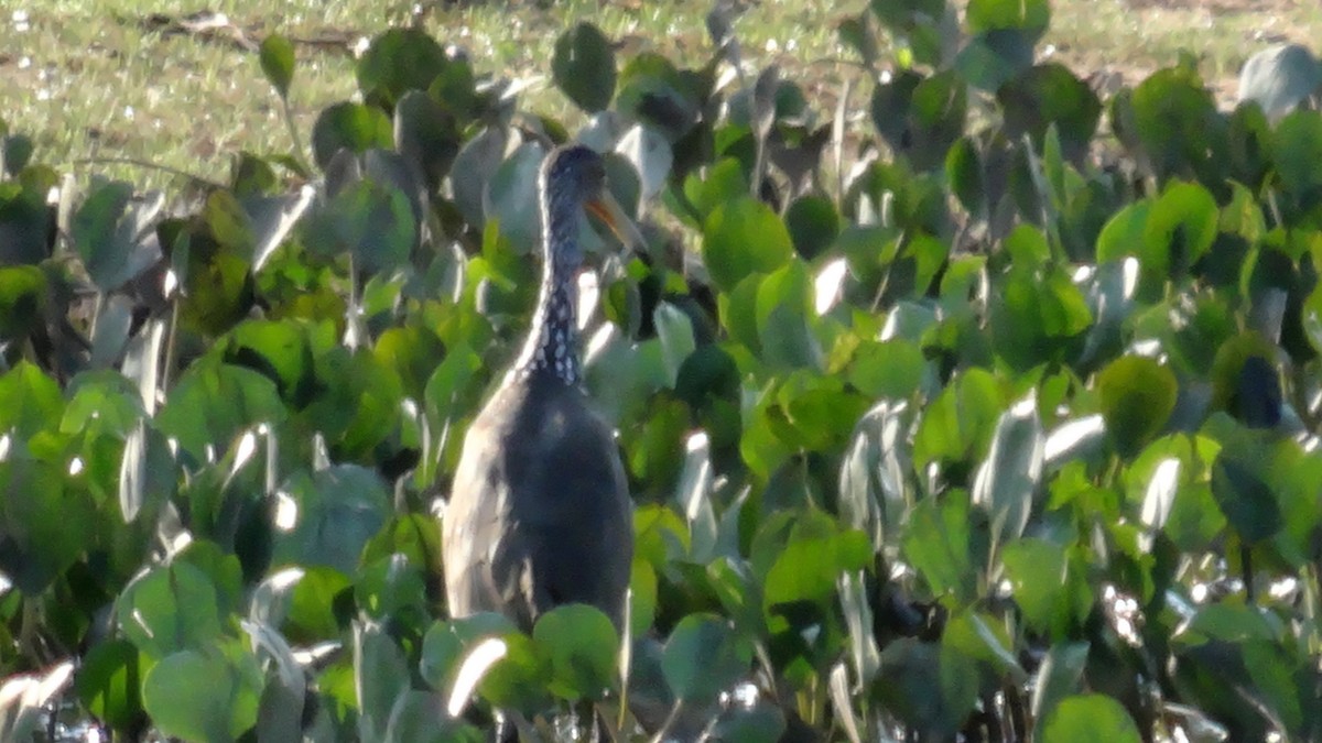 Limpkin - ML212983001