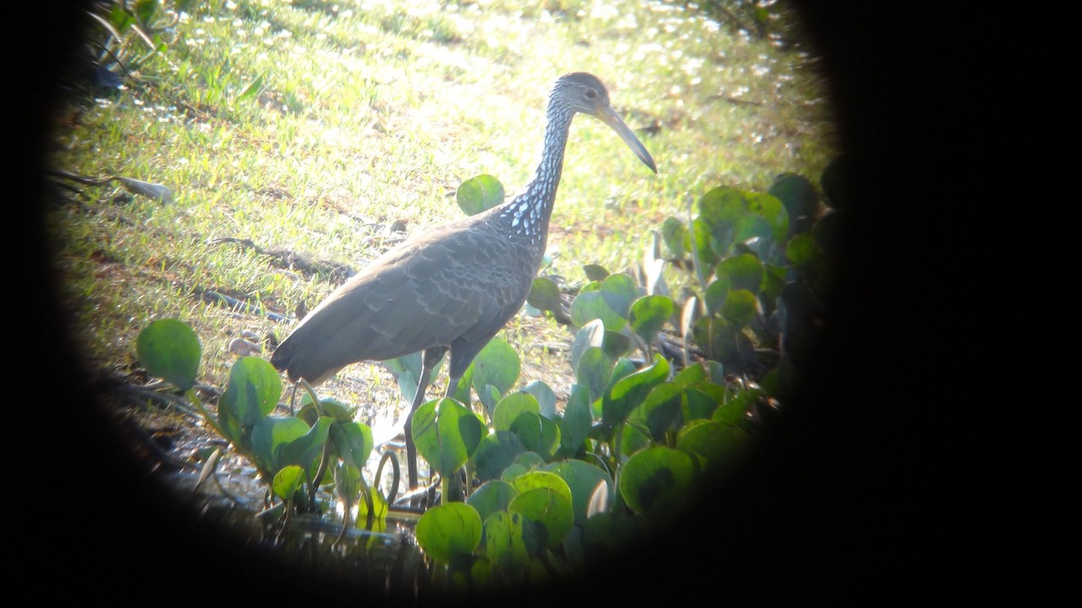 Limpkin - ML212983011