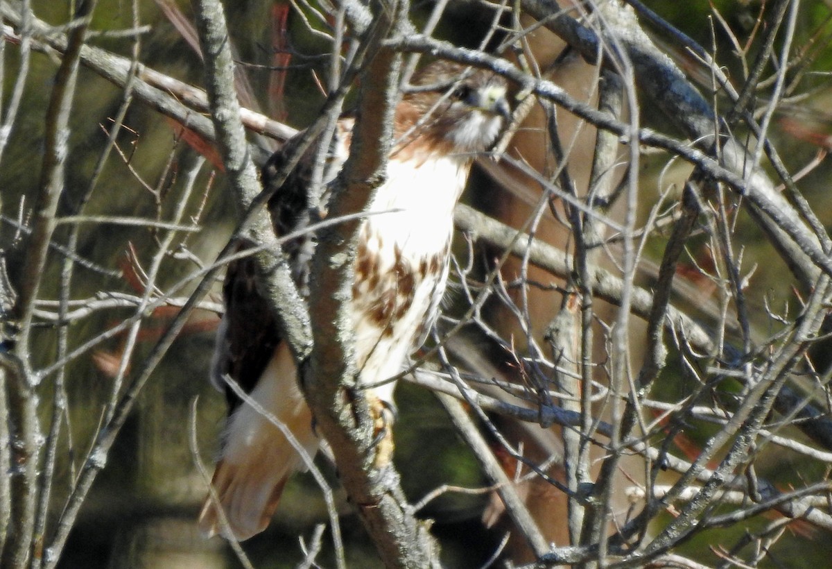 Red-tailed Hawk - ML212984621
