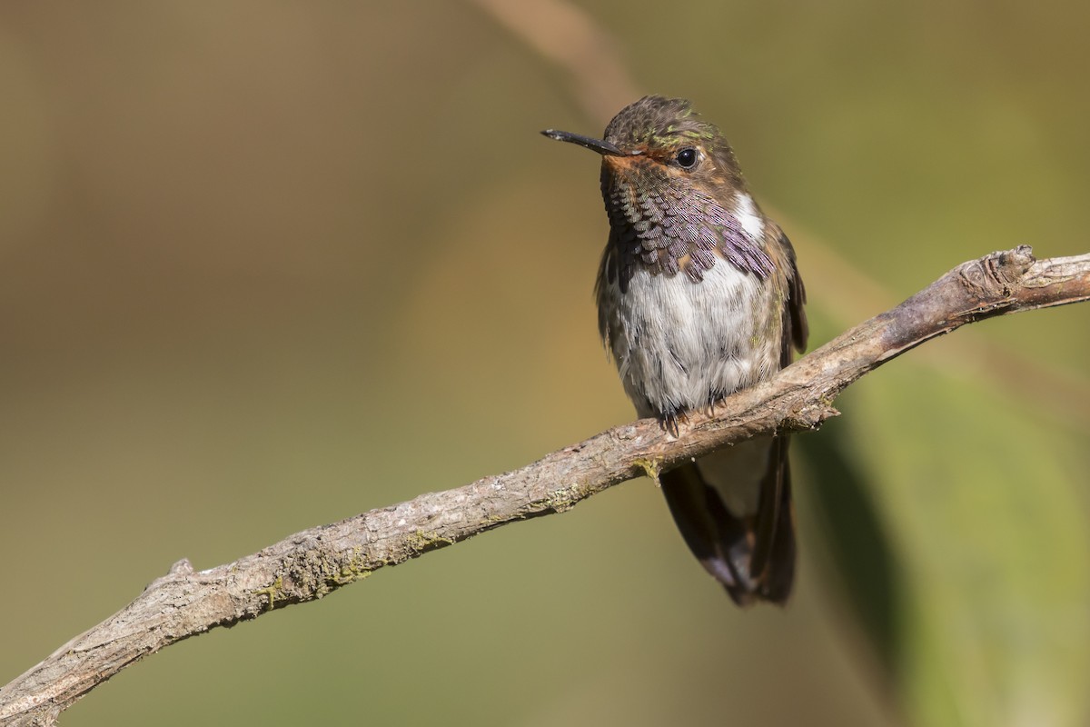 Volcano Hummingbird - ML212984661