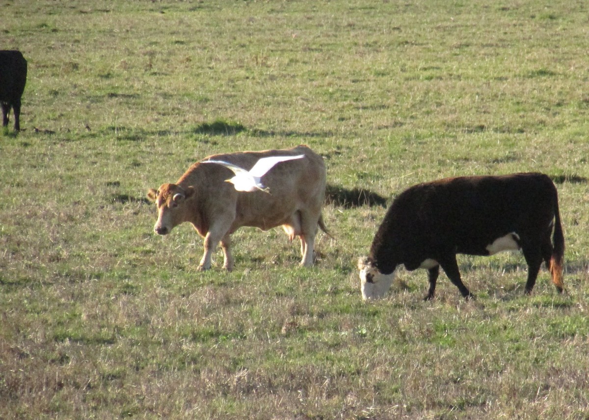 Western Cattle Egret - ML21298871