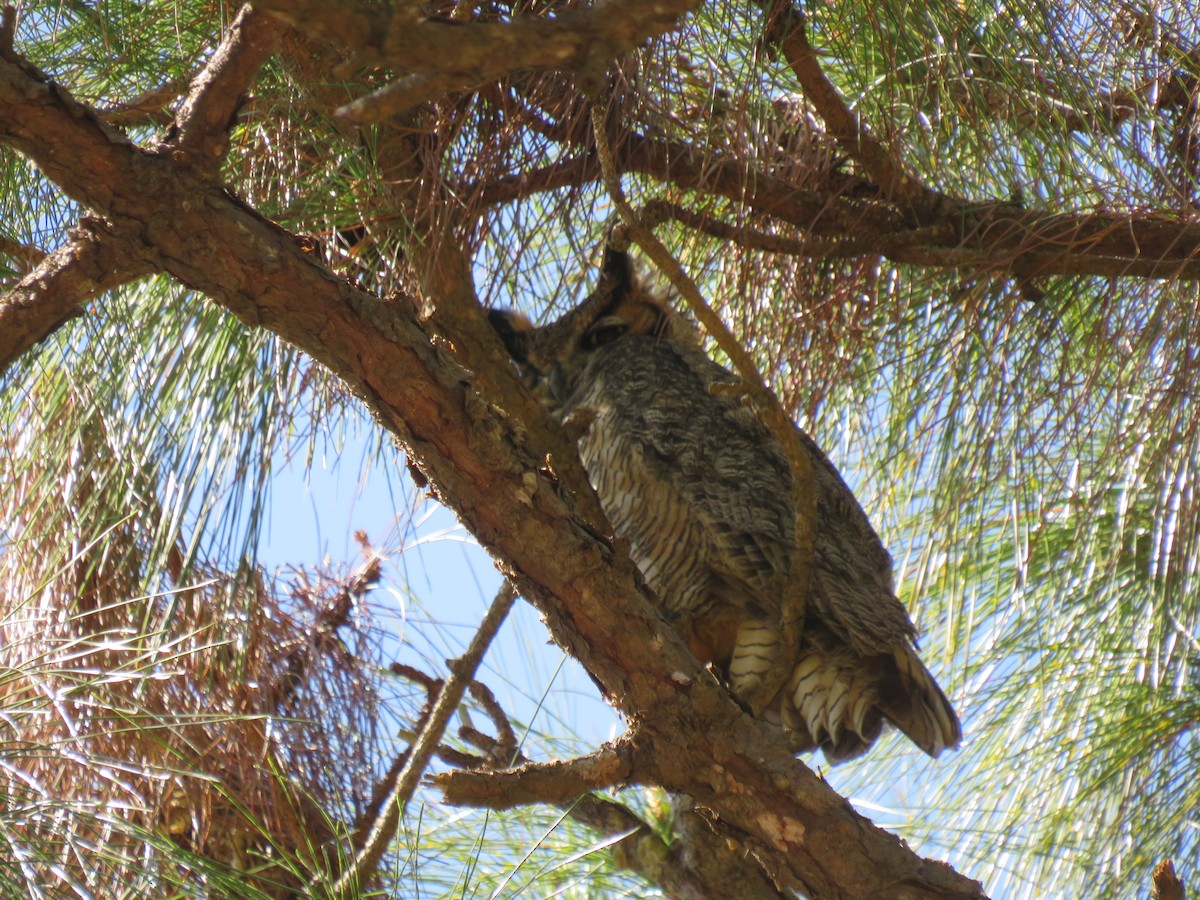 Great Horned Owl - ML212988821