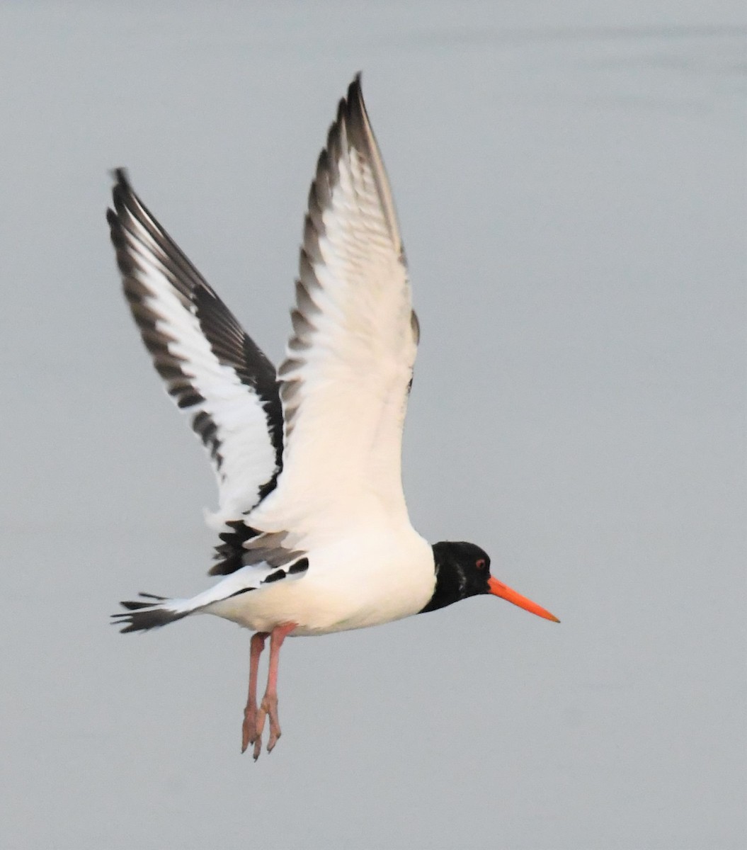 Eurasian Oystercatcher - ML212988901