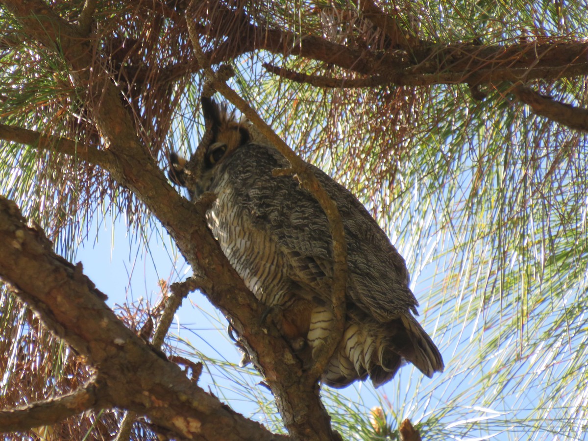 Great Horned Owl - ML212988911