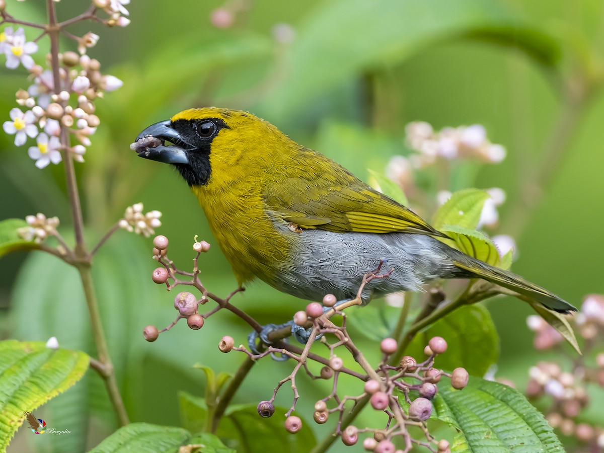 Black-faced Grosbeak - ML212989611