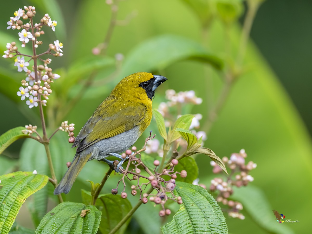 Black-faced Grosbeak - ML212989631