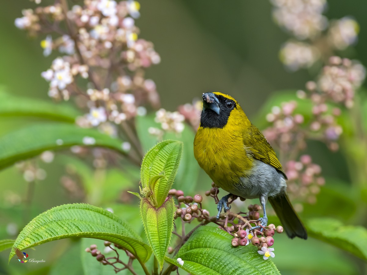 Black-faced Grosbeak - ML212989641