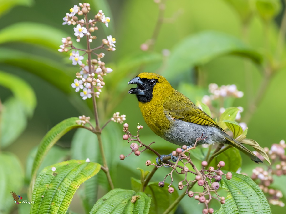 Black-faced Grosbeak - fernando Burgalin Sequeria