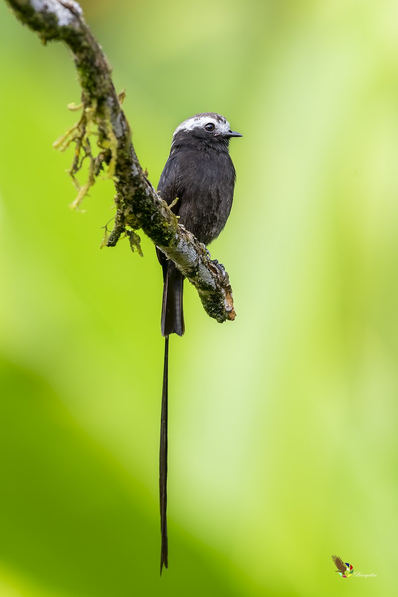 Long-tailed Tyrant - ML212990141