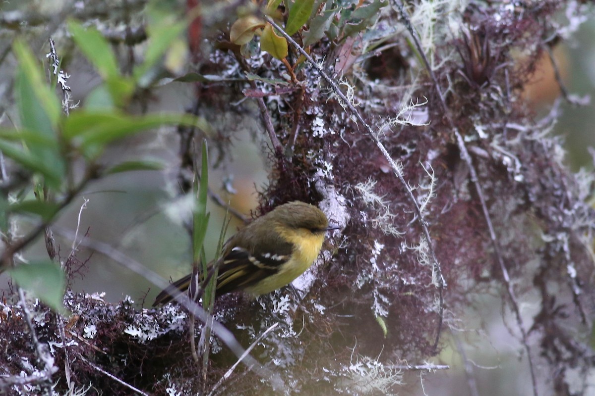 Ochraceous-breasted Flycatcher - Peter Hosner