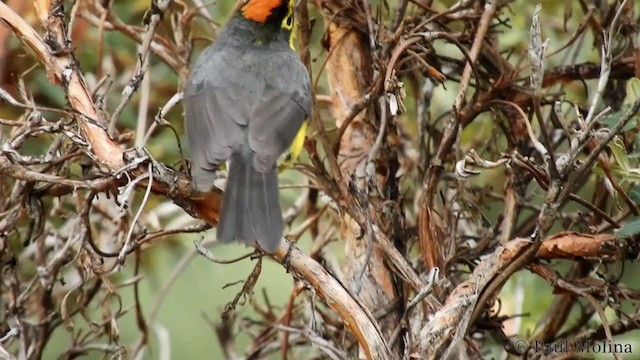 Spectacled Redstart - ML212990401