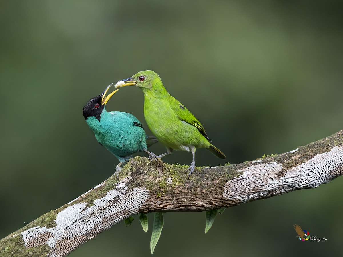 Green Honeycreeper - fernando Burgalin Sequeria