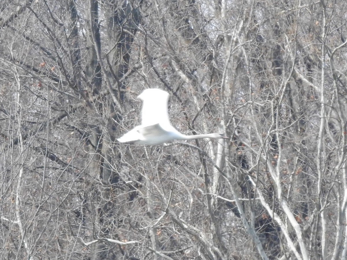 Mute Swan - ML212991721