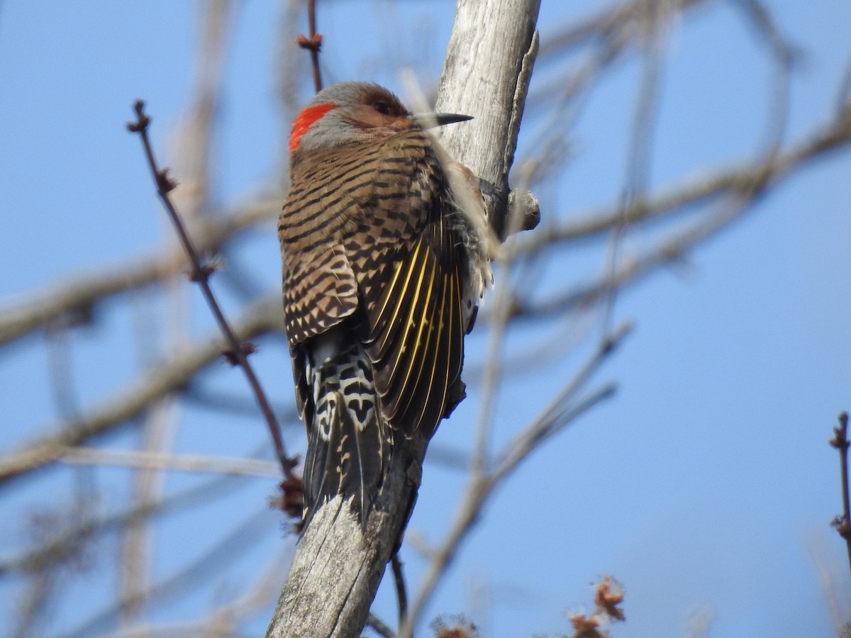 Northern Flicker (Yellow-shafted) - ML212992051