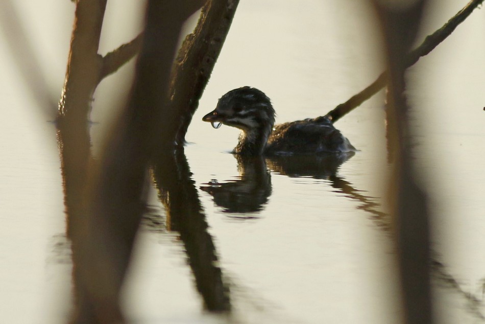 Least Grebe - ML212992131