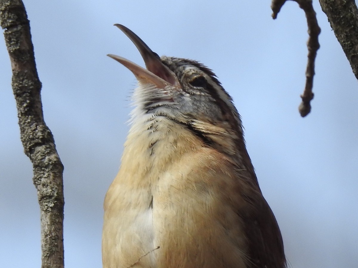 Carolina Wren - ML212992231