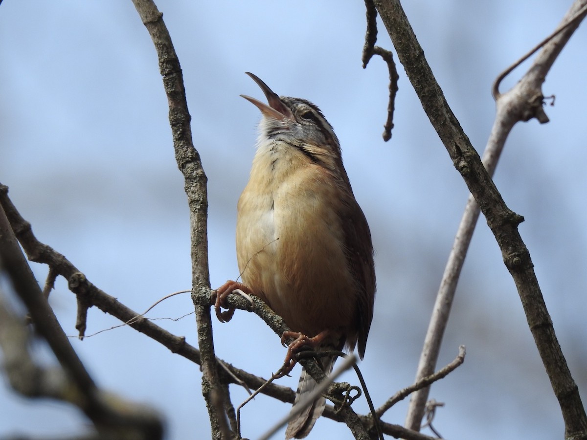 Carolina Wren - ML212992251