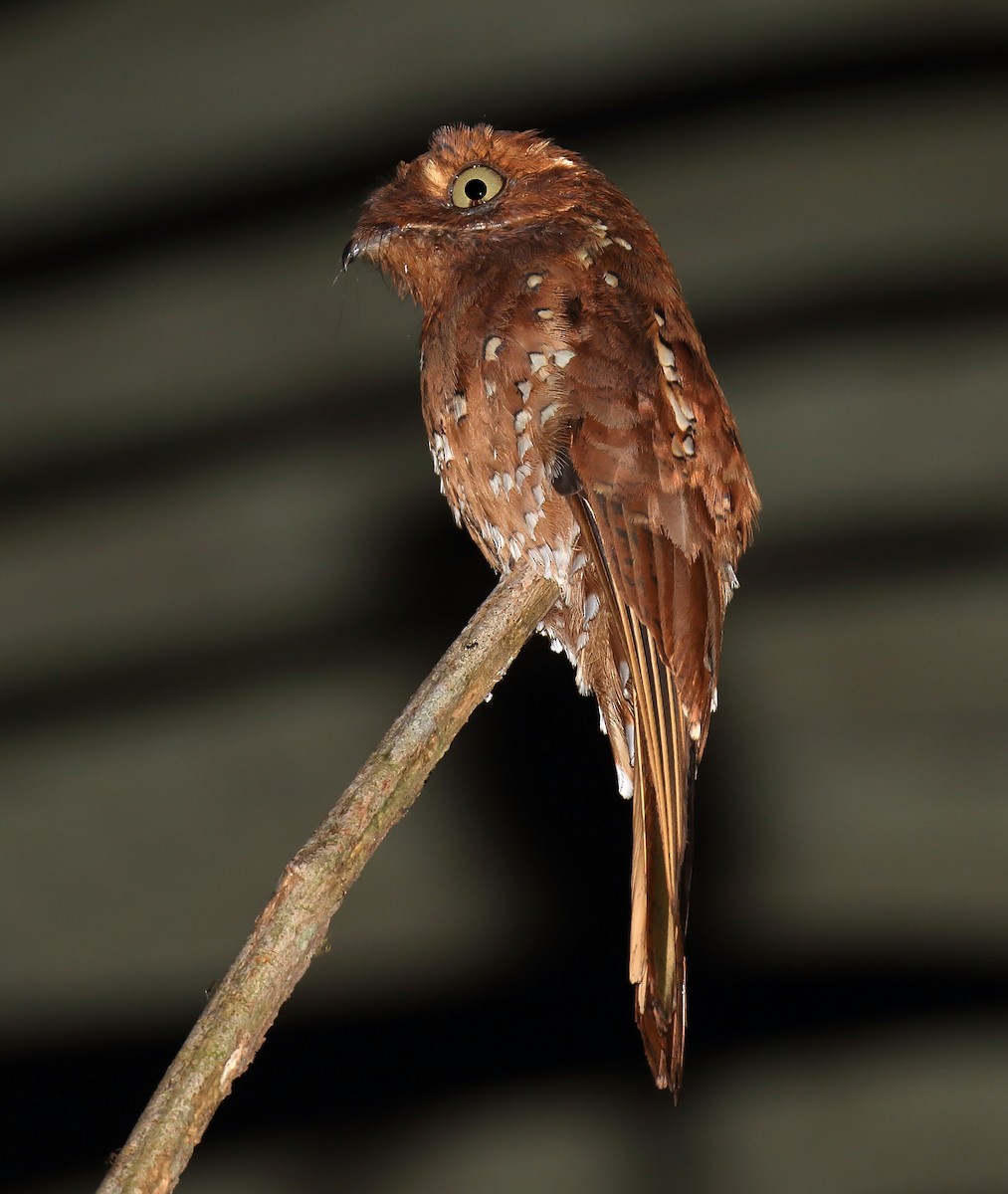 Rufous Potoo - ML212992441