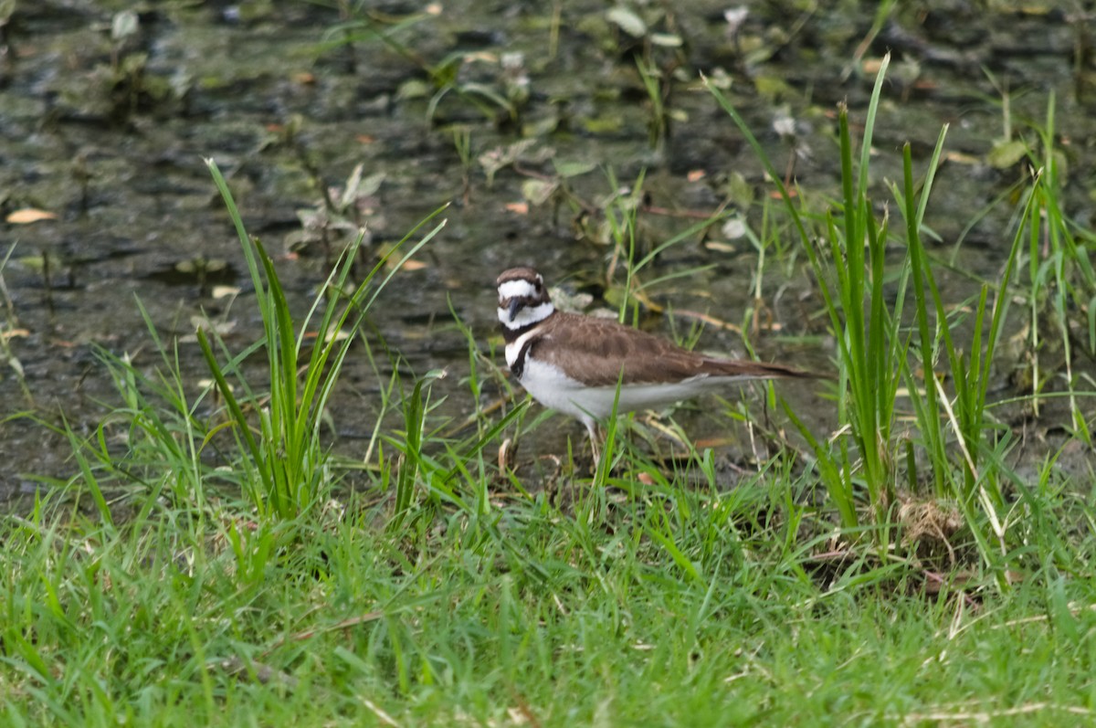 Killdeer - ML212992541