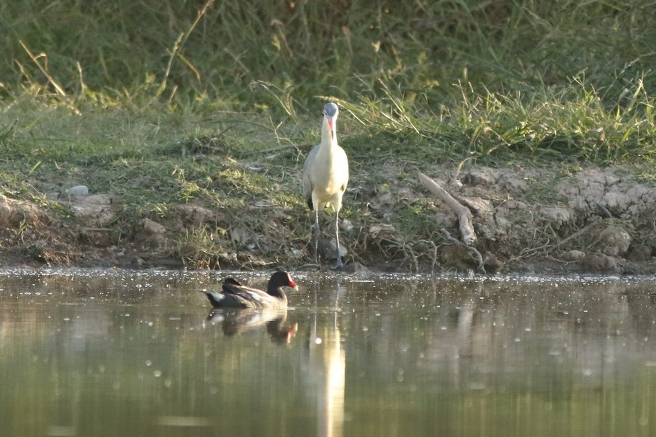 Whistling Heron - ML212992641