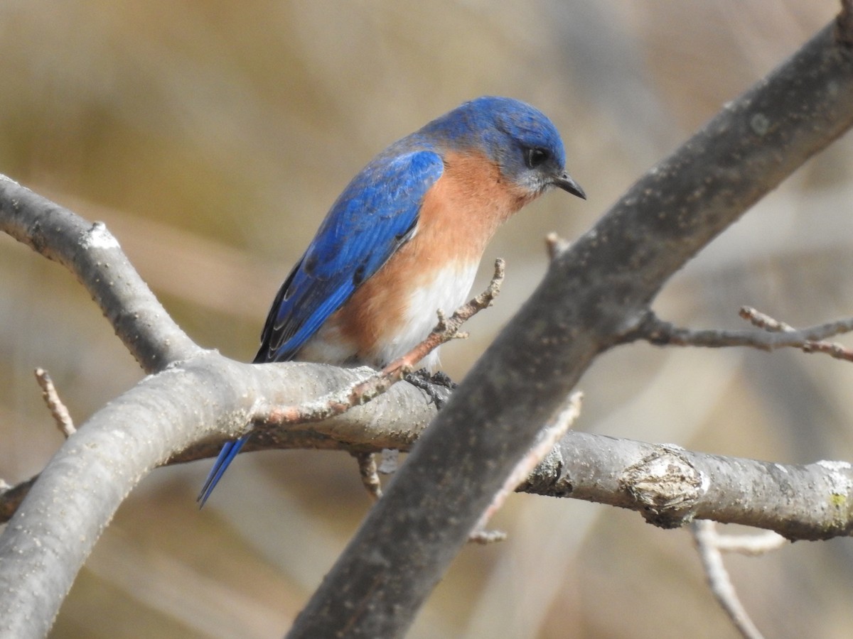 Eastern Bluebird - ML212992981