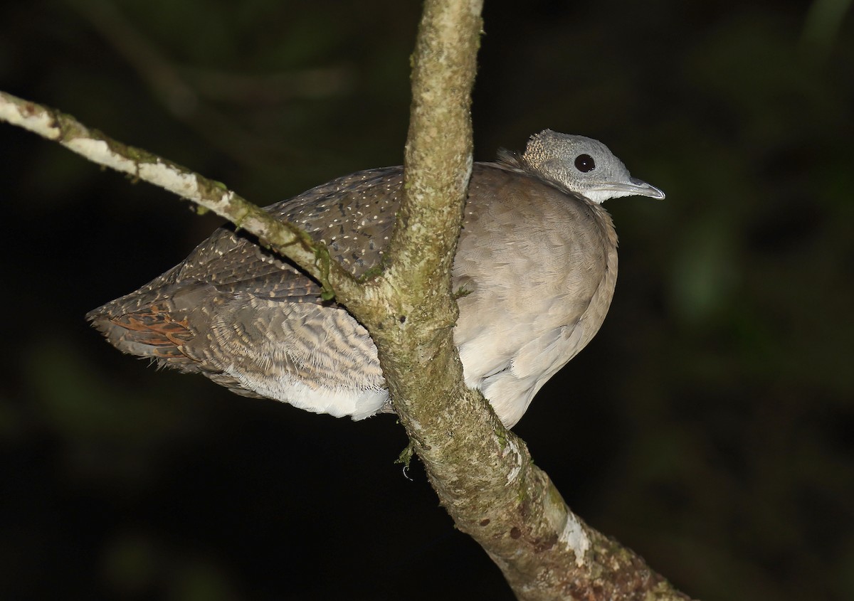 Tinamou à gorge blanche - ML212993001