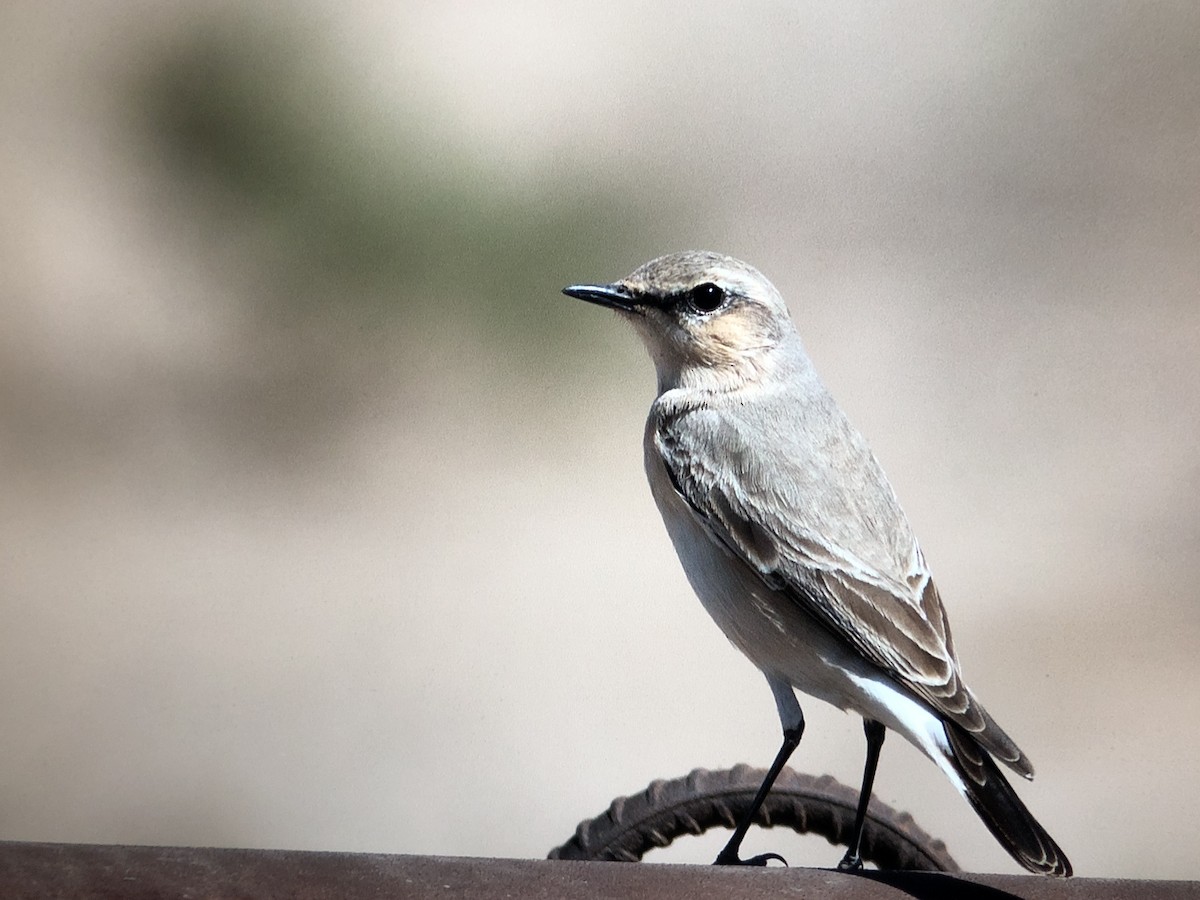 Бүжимч чогчиго - ML212999071