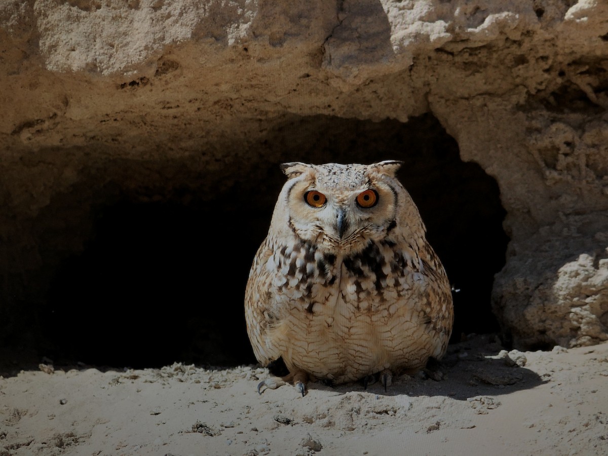 Pharaoh Eagle-Owl - ML212999151