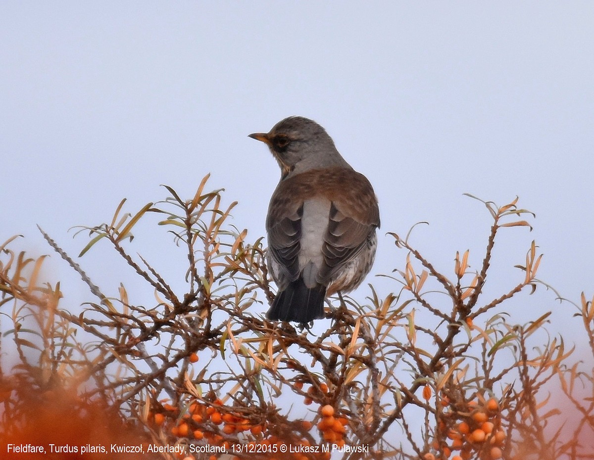 Fieldfare - ML212999221