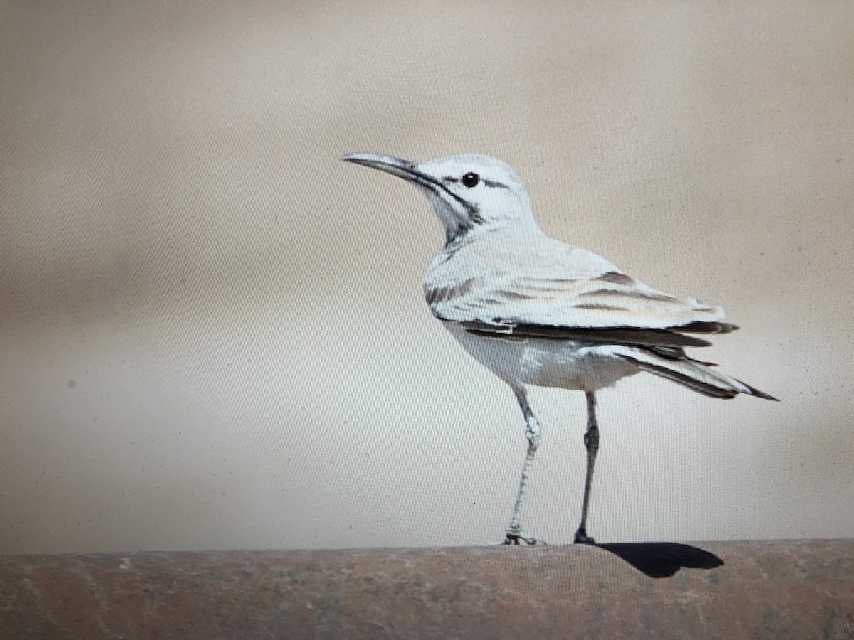Greater Hoopoe-Lark - ML212999451