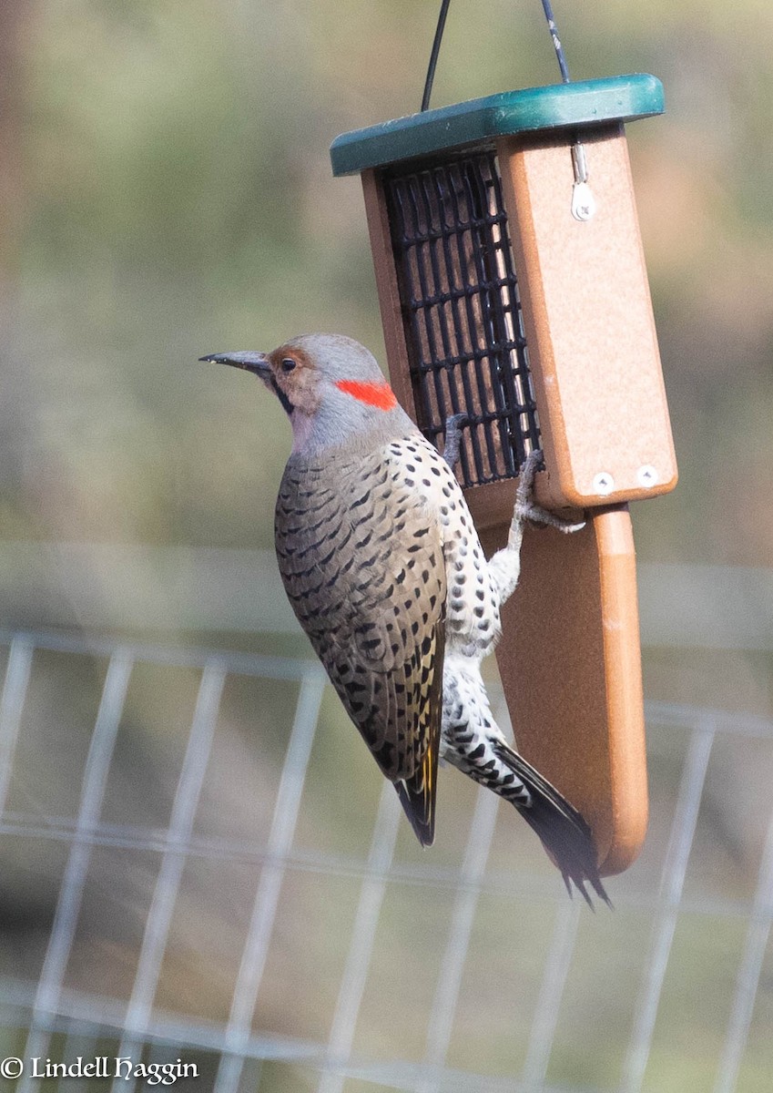 Northern Flicker (Yellow-shafted) - ML213000281