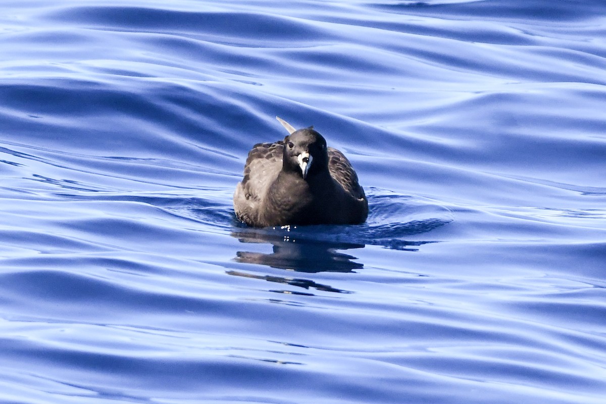 White-chinned Petrel - Alison Bentley