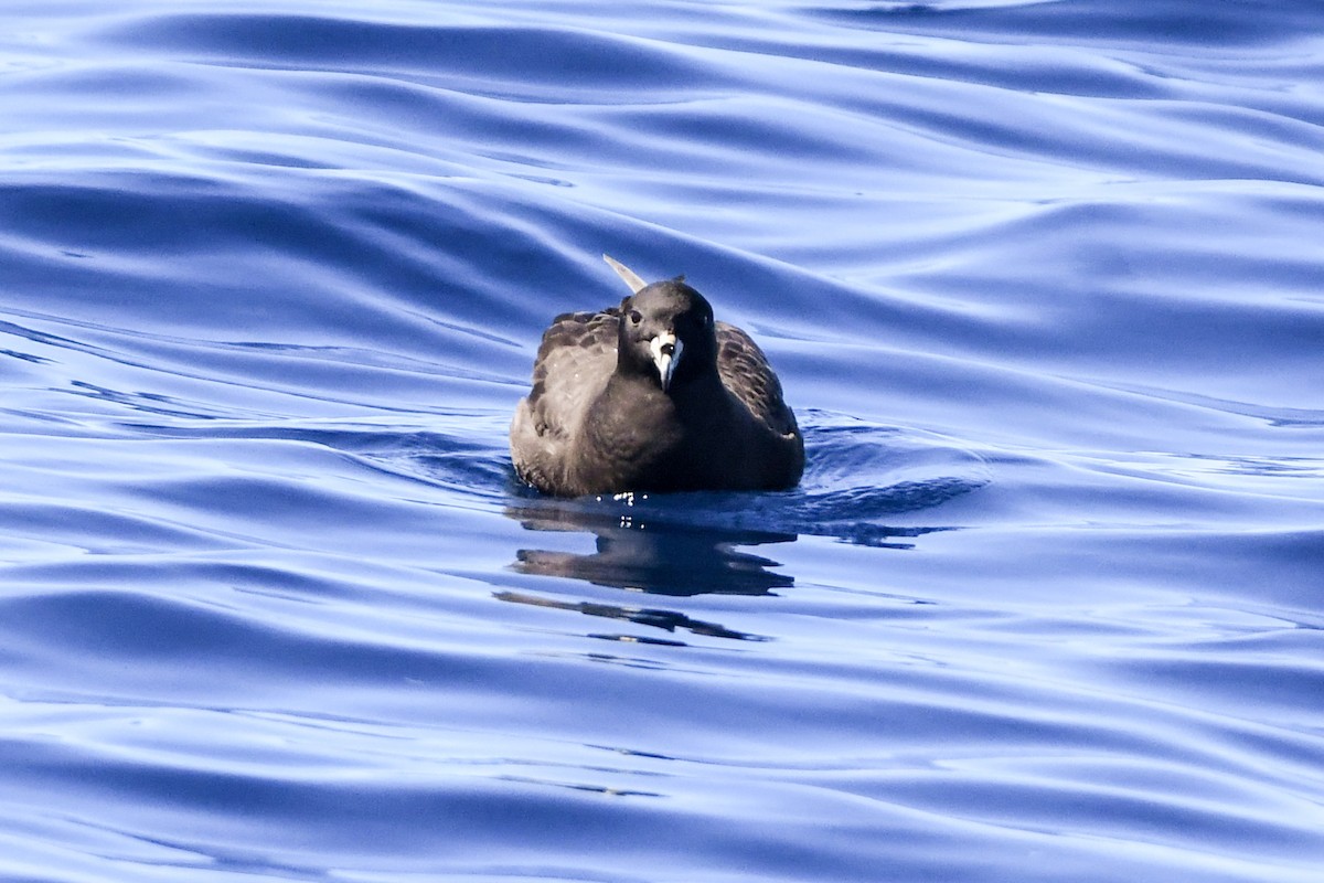 White-chinned Petrel - ML213001571