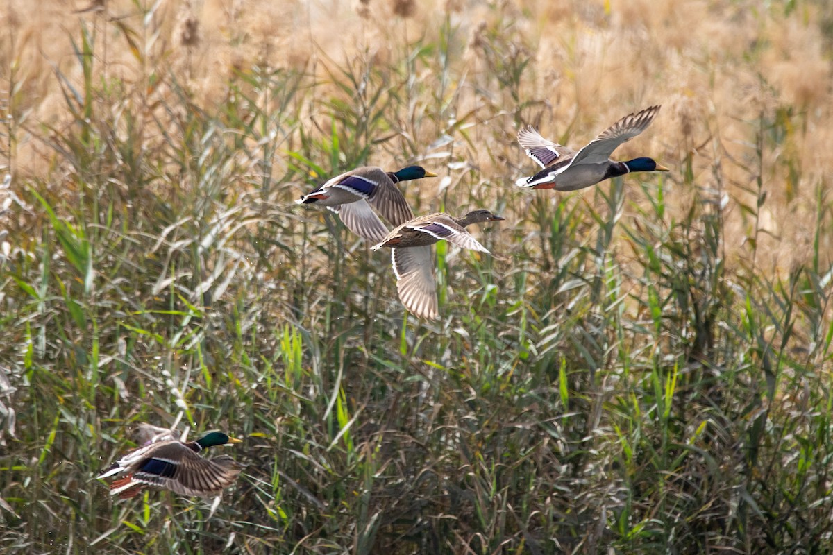 Mallard - ML213002321