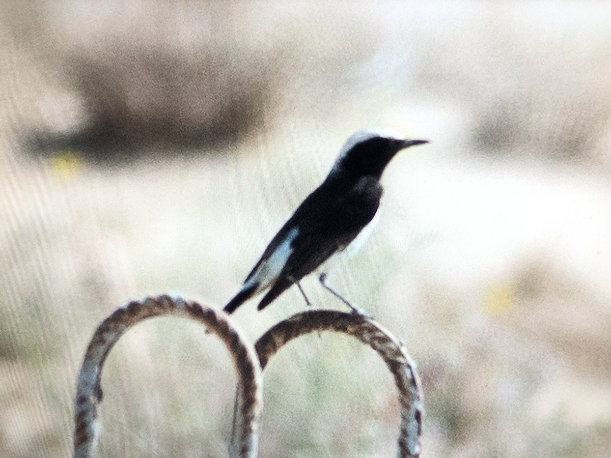 Mourning Wheatear - ML213002851